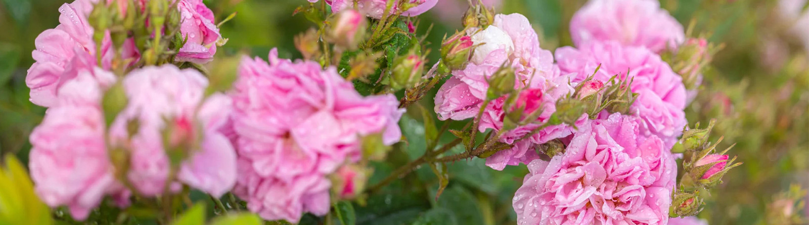 Rosa-damascena-header-Article
