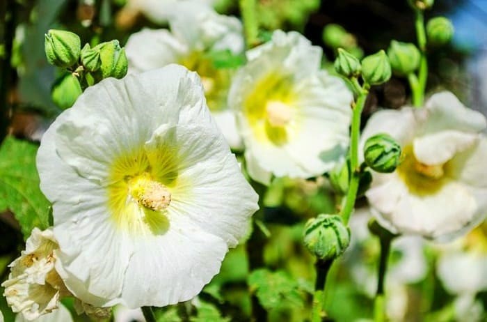 alcea