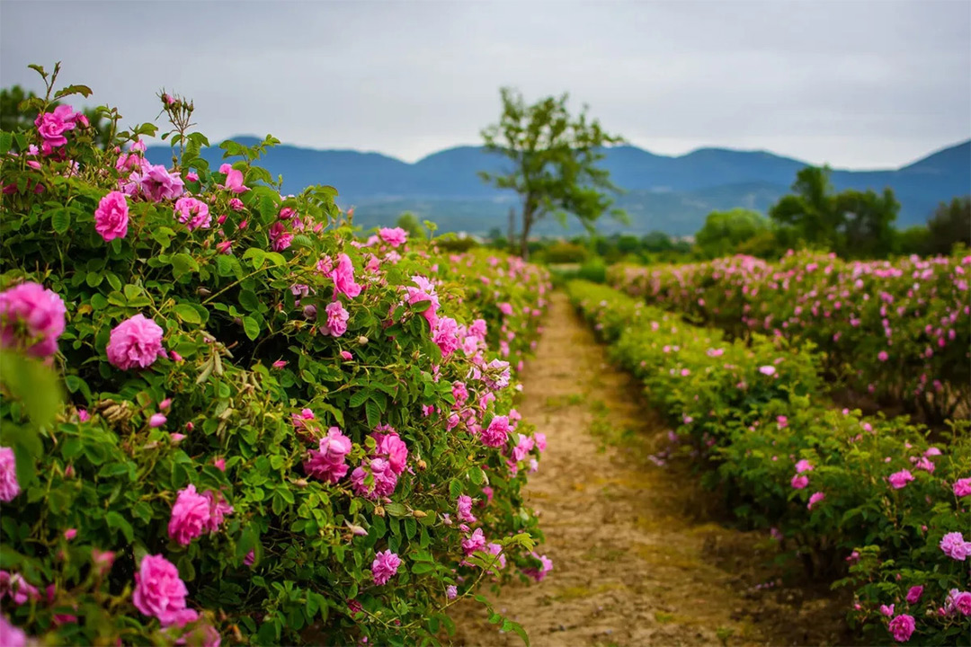 Rosa-damascena farm