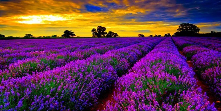 Magnificent benefits of lavender