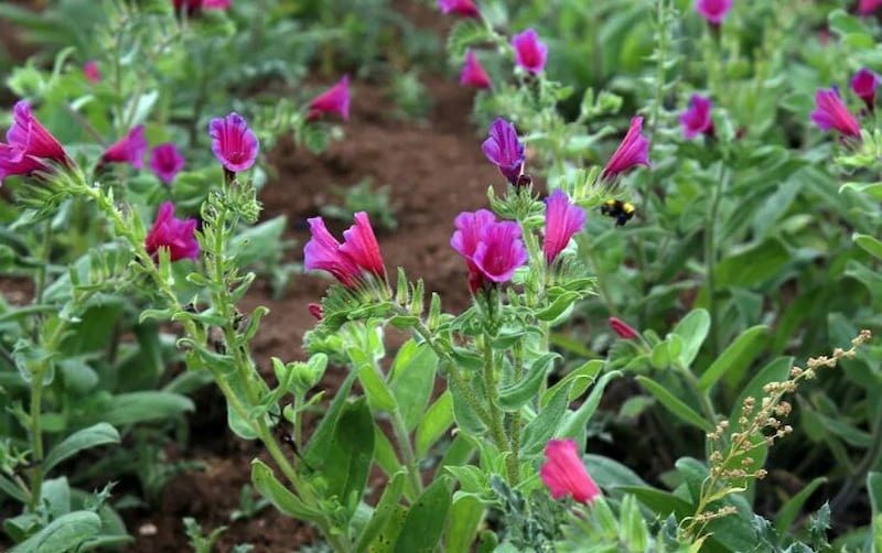 Echium amoenum