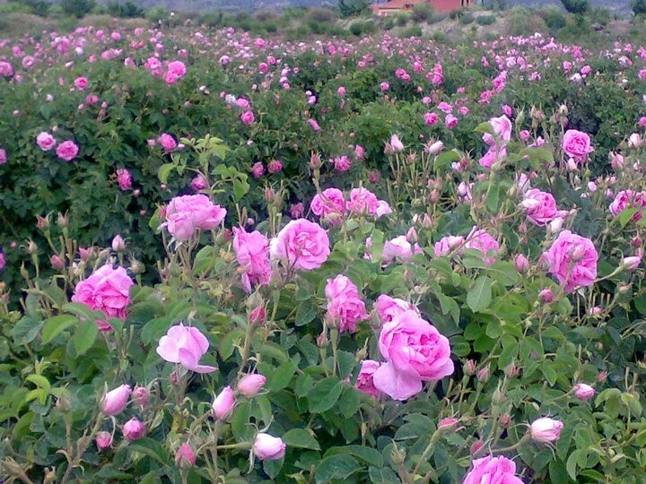 Rosa damascena